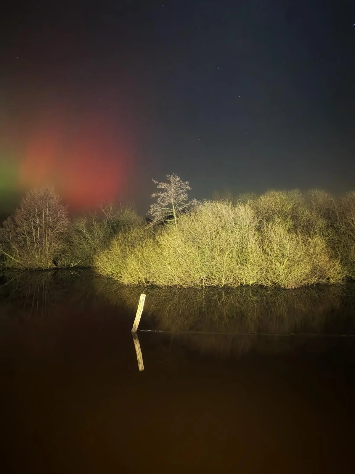 Leuchtende Polarlichter am Nachthimmel über der Ufervegetation