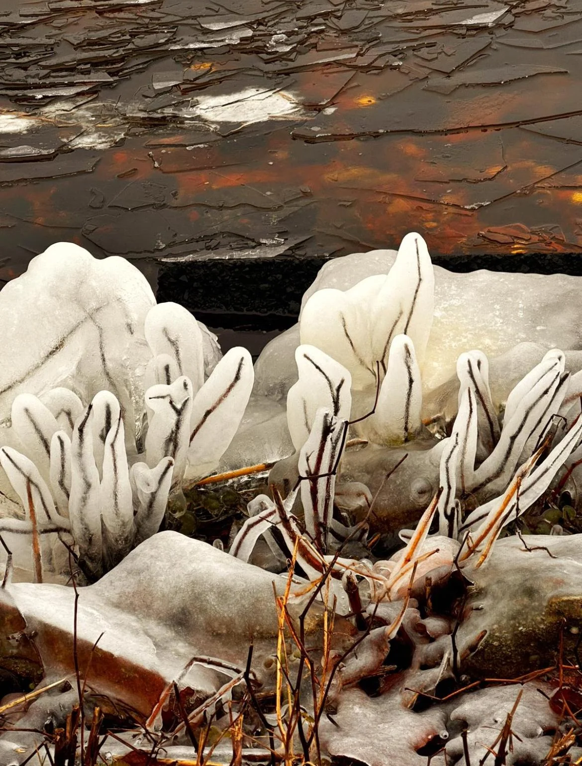 Bizarre Eiskristalle und gefrorene Pflanzen am winterlichen Seeufer