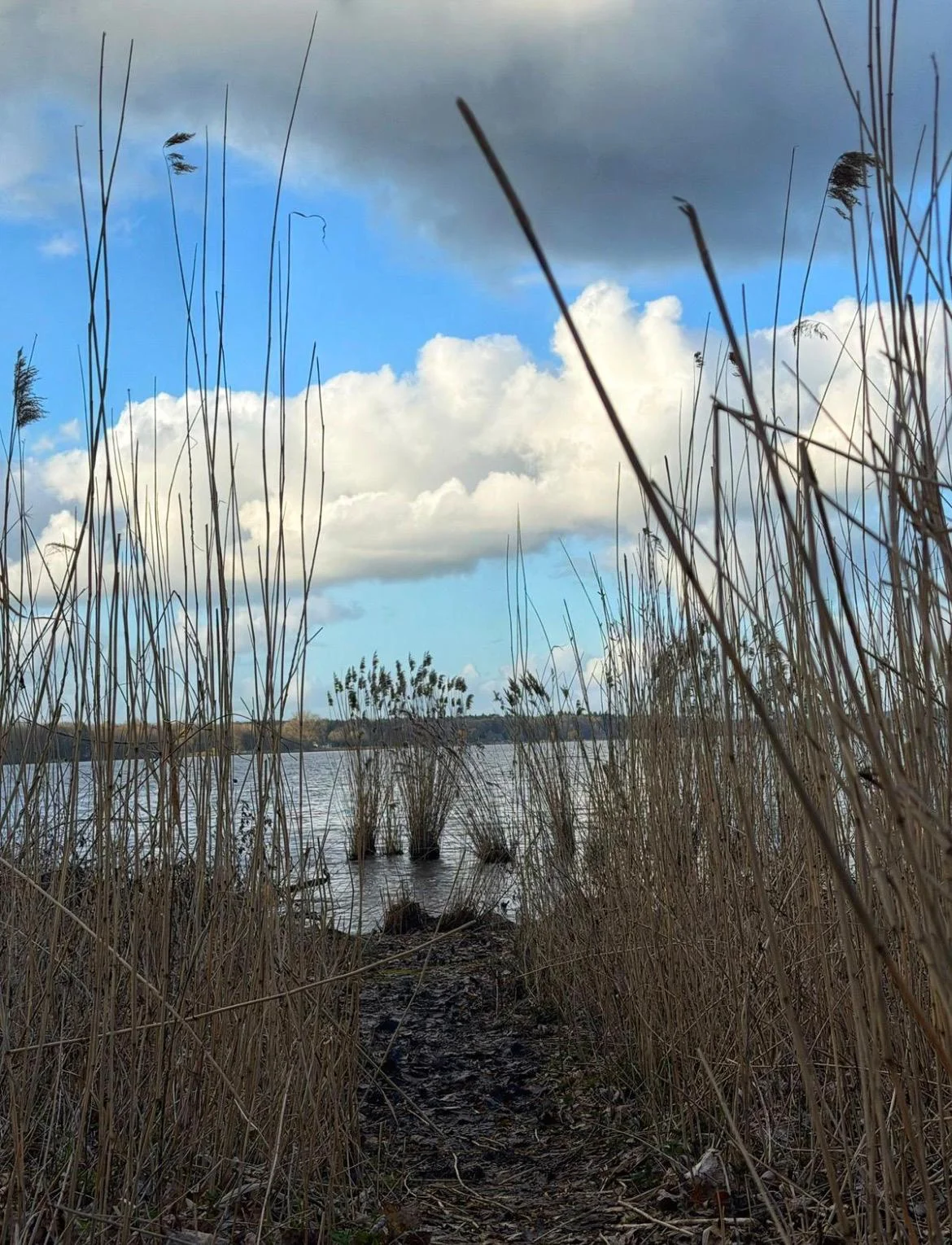Blick durch das Schilf auf das weite Wasser