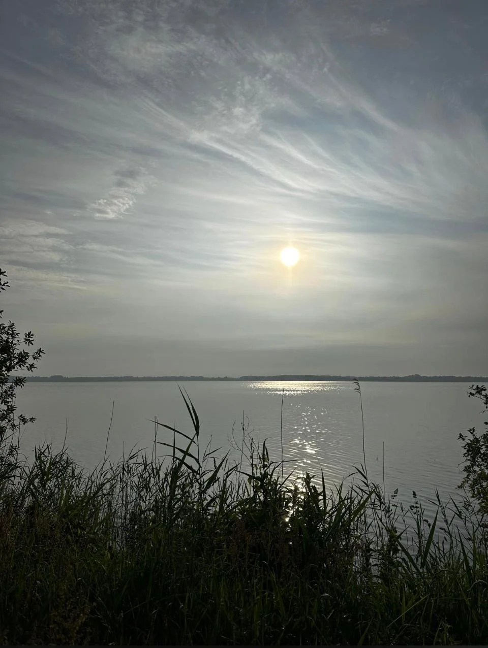 Blick durch das Schilf am Ufer auf das Zwischenahner Meer