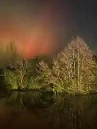 Farbenfrohes Nordlichter-Spektakel spiegelt sich im Wasser neben Uferbäumen