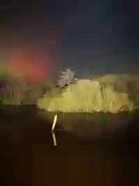 Leuchtende Polarlichter am Nachthimmel über der Ufervegetation