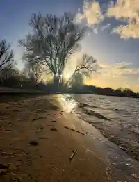 Goldene Abendsonne scheint durch die großen, kahlen Bäume am Strand