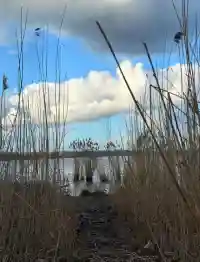Blick durch das Schilf auf das weite Wasser